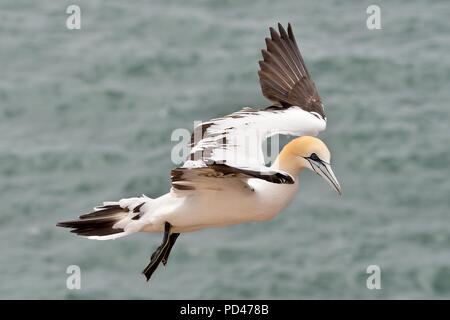 northern gannet, Basstölpel, Morosus bassus, Helgoland, north sea, Nordsee, germany, Deutschland Stock Photo
