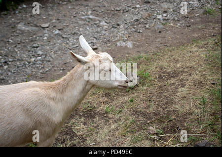 A white goat in the mountains of the Altai grazes on a green meadow near the grass on a bright autumn day Stock Photo