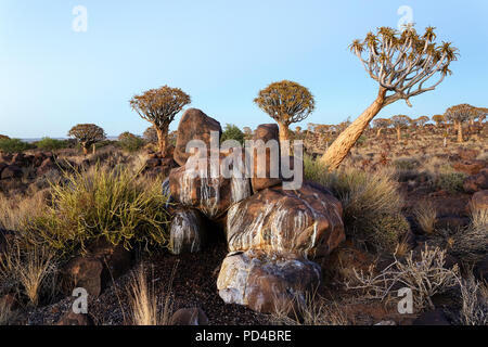 Quiver tree in the setting sun, forest and tourist attraction of southern Namibia Stock Photo