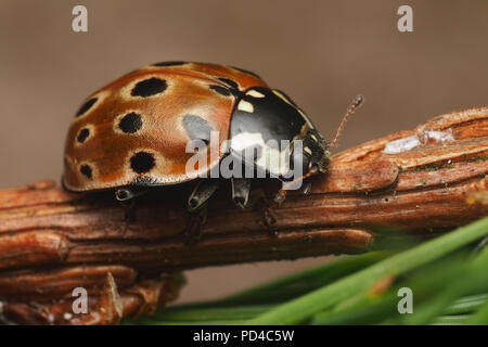 Eyed Ladybird (Anatis ocellata) resting on conifer branch. Tipperary, Ireland Stock Photo