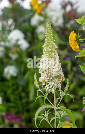 Buddleia davidii ‘White bouquet’. Butterfly bush ‘White bouquet’ flower Stock Photo