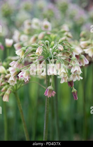 Nectaroscordum siculum subsp. bulgaricum. Bulgarian honey garlic flower Stock Photo