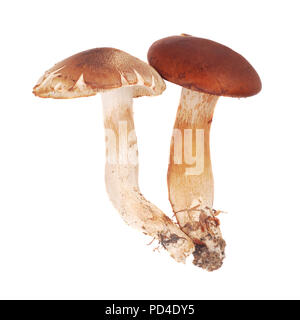 cortinarius mushrooms, very toxic fungus species Stock Photo