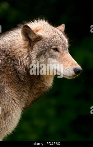 Timber wolf, Oregon Zoo, Washington Park, Portland, Oregon Stock Photo