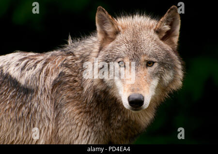 Timber wolf, Oregon Zoo, Washington Park, Portland, Oregon Stock Photo