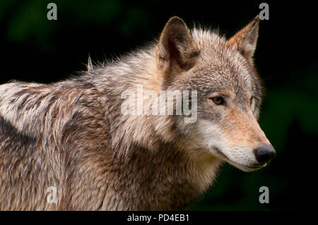 Timber wolf, Oregon Zoo, Washington Park, Portland, Oregon Stock Photo