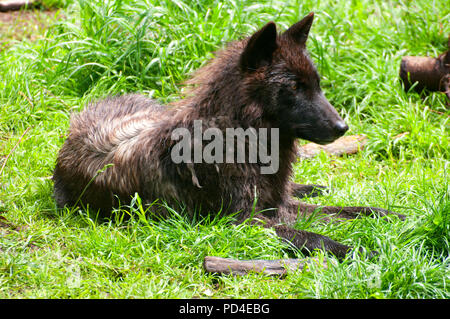 Timber wolf, Oregon Zoo, Washington Park, Portland, Oregon Stock Photo