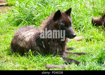 Timber wolf, Oregon Zoo, Washington Park, Portland, Oregon Stock Photo