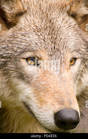 Timber wolf, Oregon Zoo, Washington Park, Portland, Oregon Stock Photo