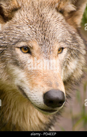 Timber wolf, Oregon Zoo, Washington Park, Portland, Oregon Stock Photo