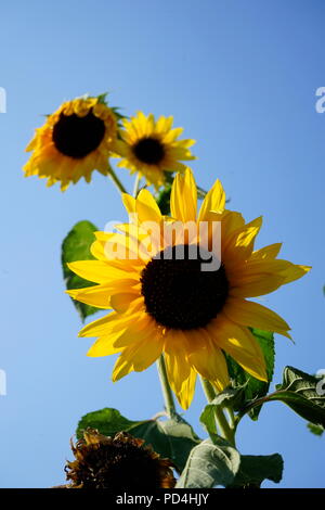 Dried sunflowers in summer heat after weeks of no rain-Global Warming Stock Photo