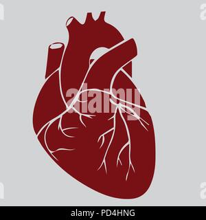 Heart, realistic, red vector hand-drawn vector Stock Vector