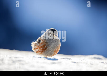 Prunella collaris, Nature, Bird, Switzerland, Nature, Alpine accentor Stock Photo