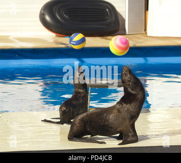 Performance of sea lions with balls In the delphinium Stock Photo