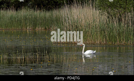 Mute swan (Cygnus olor) swimming in pond with reeds in background Stock Photo