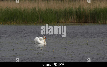 Mute swan (Cygnus olor) swimming in pond with reeds in background Stock Photo