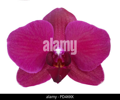 Purple-fuchsia phalaenopsis orchid Stock Photo