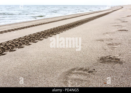 Footprints of brown bear and tire tracks on the sand. Kamchatka, Russia Stock Photo