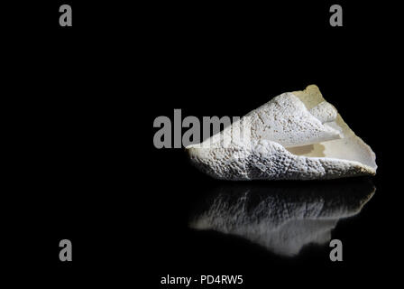 Beautiful white seashell with reflections on black background with text space on left Stock Photo