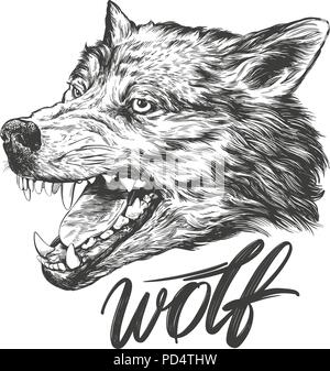 muzzle of a wolf, wildlife hand drawn vector illustration realistic sketch Stock Vector