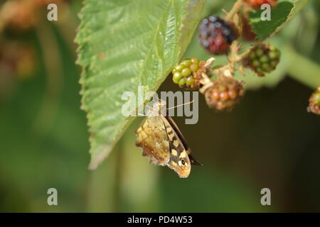 Speckled Wood, Pararge aegeria, butterfly, wings folded on a bramble in summer. UK Stock Photo