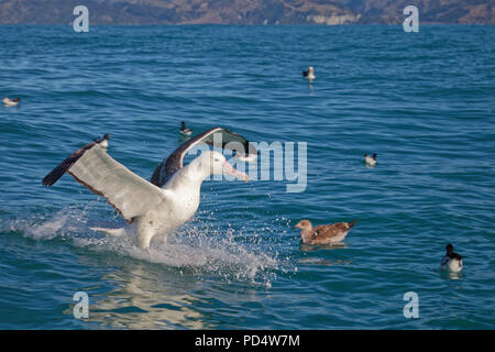 Southern royal albatross, landing on the sea with a splash, Kaikoura, New Zealand Stock Photo