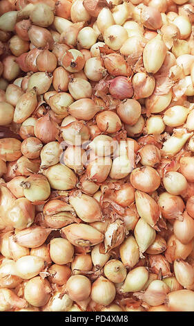 Many Onions. The onion also known as the bulb onion or common onion, is a vegetable that is the most widely cultivated species of the genus Allium. Stock Photo