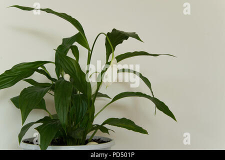 Isolated decorative houseplant - Spathiphyllum on white background Stock Photo