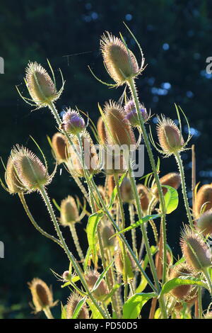 Flowering heads of Dipsacus fullonum commonly known as wild teasel or fuller's teasel