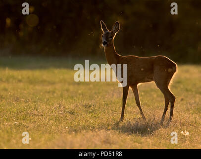 A wild female Roe Deer (Capreolus capreolus) stands watchful and alert  at sunset on of woodland,  Warwickshire Stock Photo