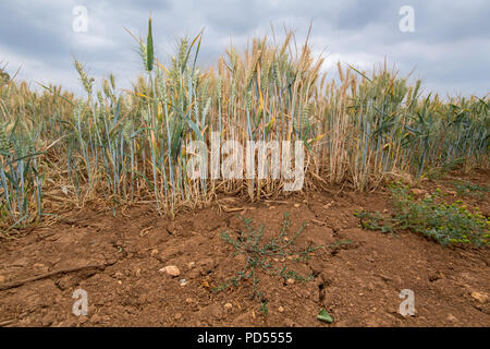 Barley growing on ground suffering from drought, with cracks in the soil, Cotswolds, UK. Stock Photo