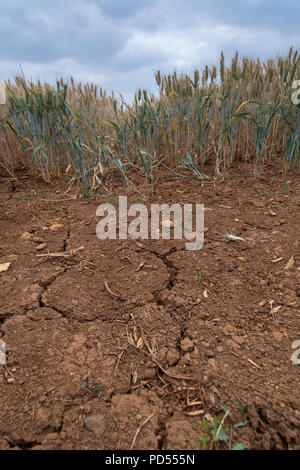 Barley growing on ground suffering from drought, with cracks in the soil, Cotswolds, UK. Stock Photo