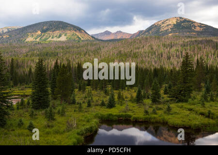 Pond in grassy field, backed by evergreen forest, and  Colorado Rocky Mountain vista in background. Good for background, text. Stock Photo