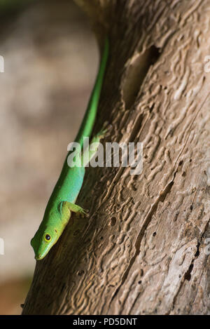 Close up of green lizard on tree bark with wood wom patterns, Island La Digue, Seychelles Stock Photo