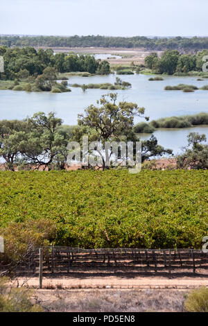 Vineyards of the Banrock Station Winery overlook the Murray River in the Riverland region, South Australia. Stock Photo