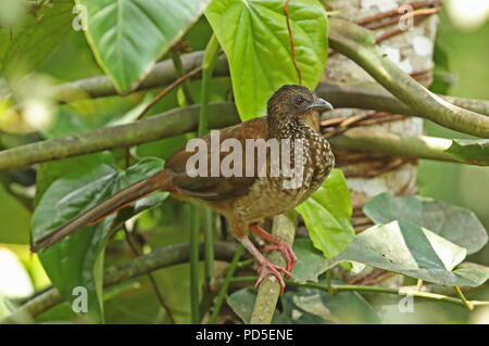 Speckled Chachalaca (Ortalis guttata guttata) adult perched on branch  Copalinga Lodge, Zamora, Ecuador           February Stock Photo