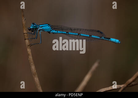 Damsel fly on a twig eating a fly Stock Photo