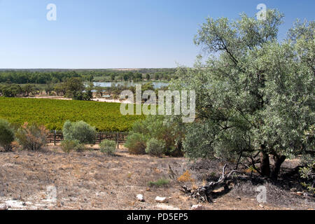 Vineyards of the Banrock Station Winery overlook the Murray River in the Riverland region, South Australia. Stock Photo