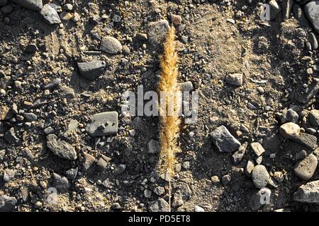 The yellow and dry spike of the torn plant lies on the surface of the stones under the bright rays of the sun. Stock Photo