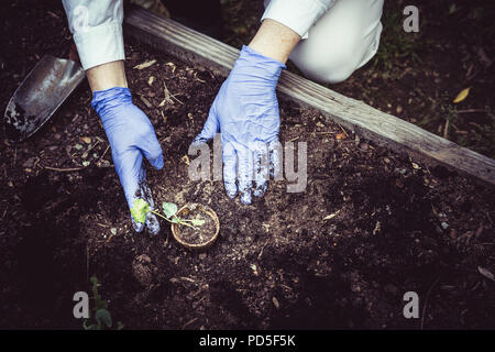 Close up gloved hand transplanting new veggies Stock Photo