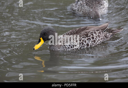 One Yellow-billed duck Anas undulata swimming Slimbridge UK Stock Photo