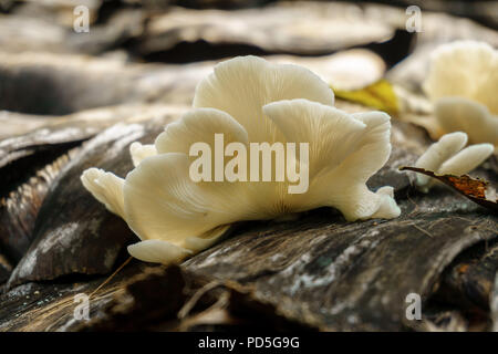 white oyster mushroom on the tree close up, natural growth of mushrooms Stock Photo