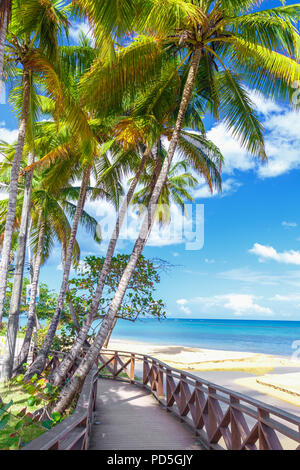 the boardwalk under the palm trees on the tropical beach Stock Photo