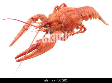 red crayfish isolated on white background Stock Photo