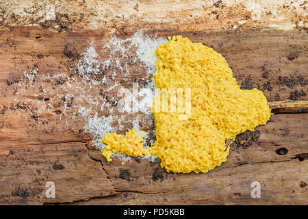 Scrambled Egg Slime Mold (Fuligo septica) on a rotting pine tree log. Stock Photo