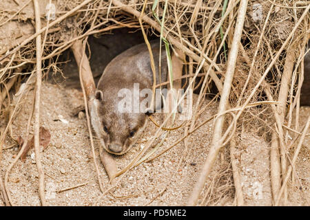 Close up of Smooth Coated Otter emerging from a sleep underground in a natal holt under a tree, Singapore Stock Photo