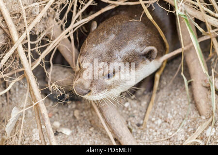 Close up of Smooth Coated Otter emerging from a sleep underground in a natal holt under a tree, Singapore Stock Photo
