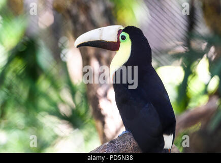 Close up of a wounded toucan on a tree branch in tropical Costa Rica Stock Photo