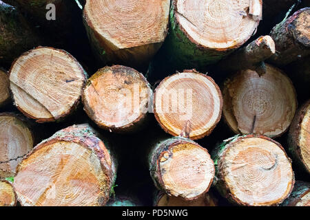 cut ends of a pile of sawn logs showing the tree rings Stock Photo