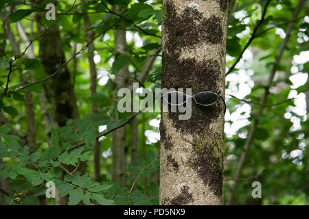 A Pair of glasses on the trunk of a tree making it look like a face Stock Photo